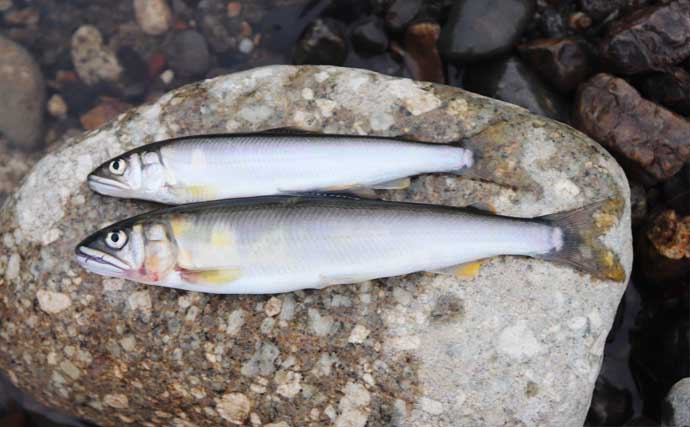 誰でも安全に楽しめる「小アユ釣り」入門 【シーズン・道具・エサ・釣り方を解説】
