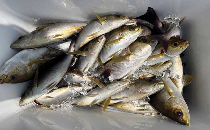金洲のスルメイカ泳がせ釣りで8kg大型マハタ堂々浮上！【船釣り最新情報10選・東海】