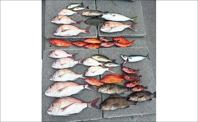金洲のスルメイカ泳がせ釣りで8kg大型マハタ堂々浮上！【船釣り最新情報10選・東海】