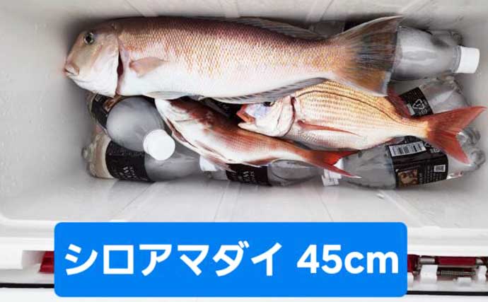 金洲のスルメイカ泳がせ釣りで8kg大型マハタ堂々浮上！【船釣り最新情報10選・東海】