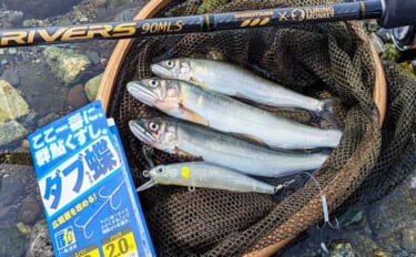 酒匂川でのアユイングで14〜16cmのアユ3匹キャッチに成功！【神奈川…