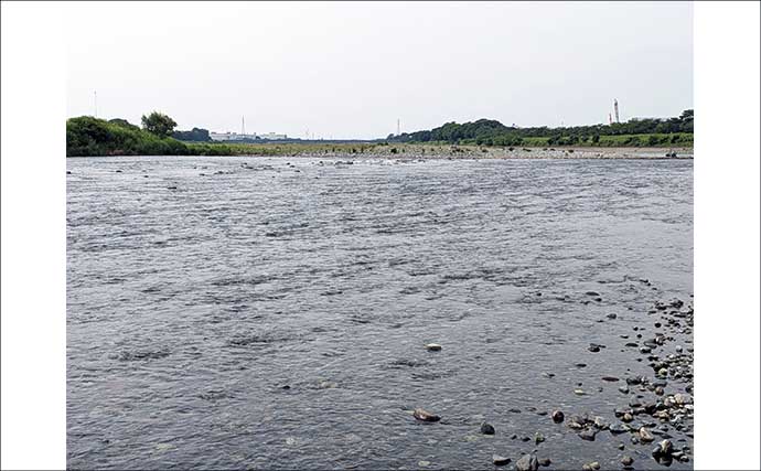 酒匂川でのアユイングで14〜16cmのアユ3匹キャッチに成功！【神奈川】