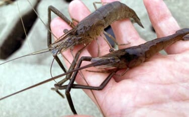 揖斐川河口のテナガエビ釣りで18cm良型オス登場【三重】 夏に向けて益…