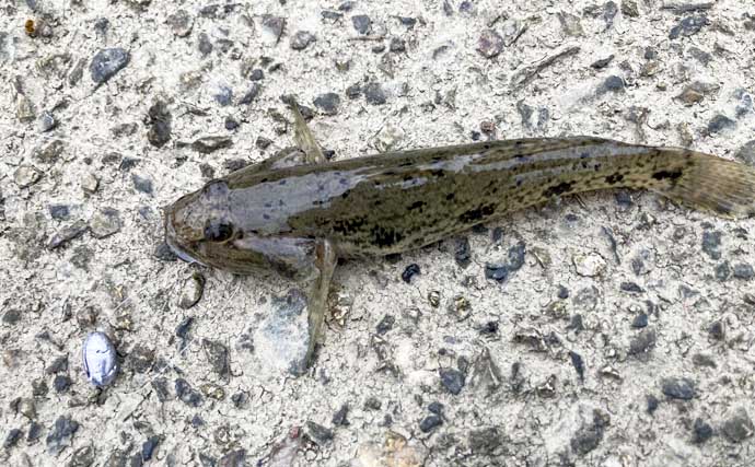 揖斐川河口のテナガエビ釣りで18cm良型オス登場【三重】 夏に向けて益々期待高まる