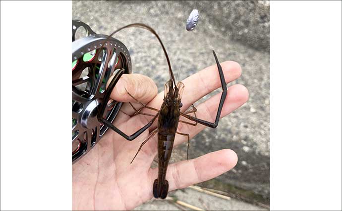 揖斐川河口のテナガエビ釣りで18cm良型オス登場【三重】 夏に向けて益々期待高まる