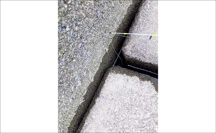 揖斐川河口のテナガエビ釣りで18cm良型オス登場【三重】 夏に向けて益々期待高まる