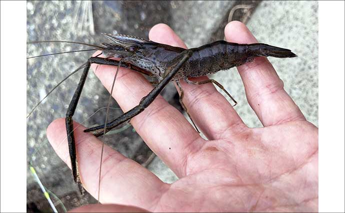 揖斐川河口のテナガエビ釣りで18cm良型オス登場【三重】 夏に向けて益々期待高まる