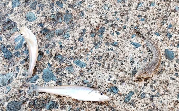姫路大塩海岸でキス釣りが好調！お手軽「ライトキャストスタイル」で28匹手中【兵庫】