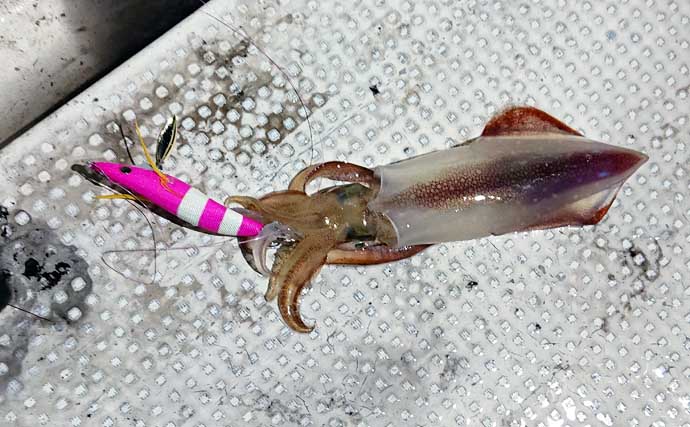 ケンサキイカ狙いのイカメタル入門 【魅力・タックル・仕掛け・釣り方・持ち帰り方を解説】