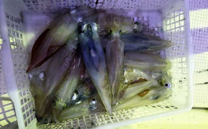 山陰イカメタル釣行で胴長20cmサイズを中心に118匹と数釣り堪能【島根】