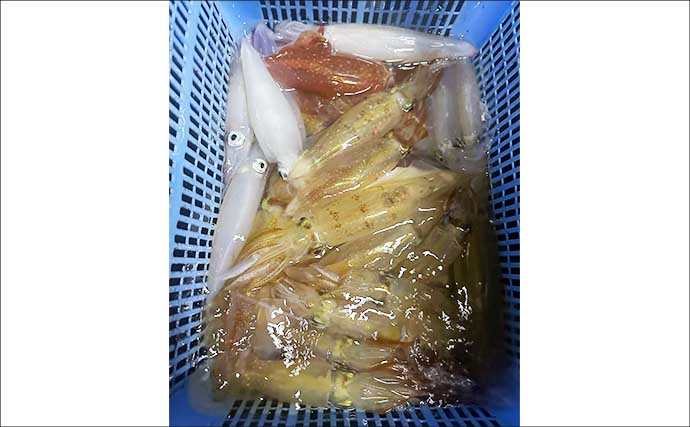 尾鷲湾で良型ヒラスズキにオオモンハタが狙いどき！【沖のルアー釣り最新情報8選・三重】