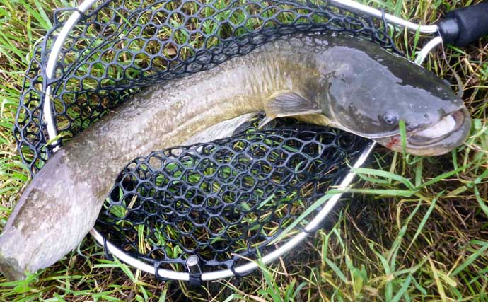 琵琶湖でのハスゲームで本命ハスにナマズ　ボイルはあるもまさかの苦戦
