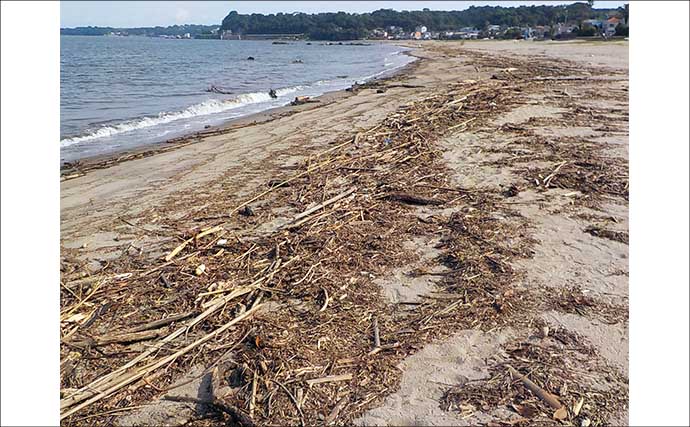 三浦海岸での投げ釣りで17cm頭にシロギス21尾！【神奈川】2～4色付近でヒット