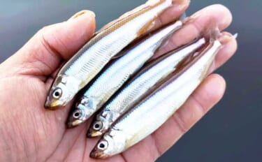 芦ノ湖の「夏ワカサギ」釣りシーズンが開幕！ 10cm前後の良型揃いで7…