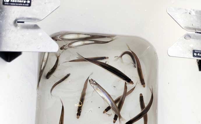 芦ノ湖の「夏ワカサギ」釣りシーズンが開幕！ 10cm前後の良型揃いで72尾手中