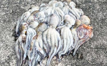 『大阪南港魚つり園』でタコが好調！　全エリアをランガンでマダコ24杯キ…