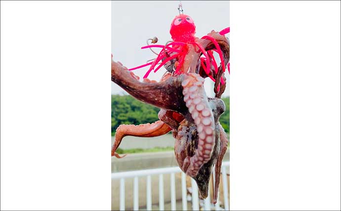 『大阪南港魚つり園』でタコが好調！　全エリアをランガンでマダコ24杯キャッチ