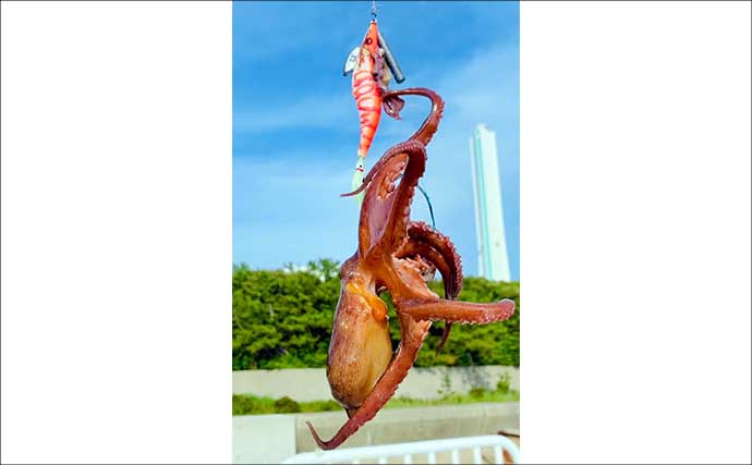 『大阪南港魚つり園』でタコが好調！　全エリアをランガンでマダコ24杯キャッチ
