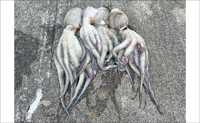 『大阪南港魚つり園』でタコが好調！　全エリアをランガンでマダコ24杯キャッチ