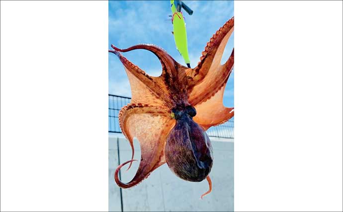 『大阪南港魚つり園』でタコが好調！　全エリアをランガンでマダコ24杯キャッチ