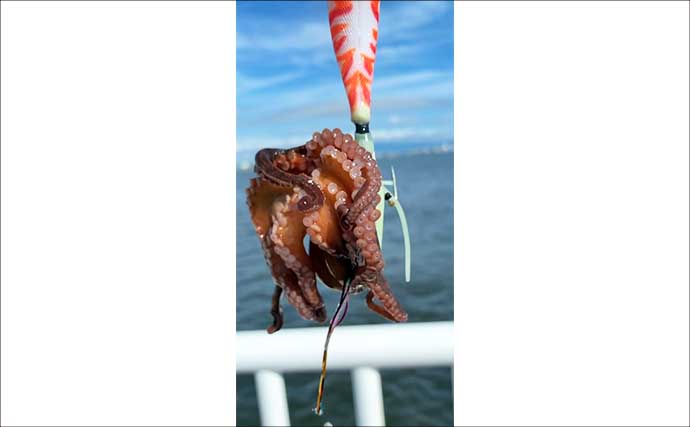 『大阪南港魚つり園』でタコが好調！　全エリアをランガンでマダコ24杯キャッチ