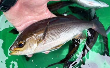 東京湾・剣崎沖で30cm超え含みイサキ爆釣で早上がり！ ダブル・トリプ…