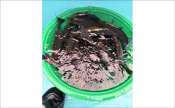 東京湾・剣崎沖で30cm超え含みイサキ爆釣で早上がり！ ダブル・トリプルも多数で80匹オーバー