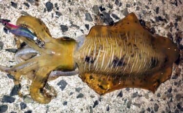 大雨後の濁りを攻略！ 「ドラグゆるゆる釣法」で1.5kgアオリイカをキ…