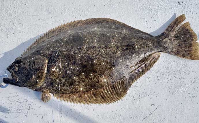 解禁直後の飯岡沖ヒラメ釣りで2kg超え本命手中【千葉】低活性の魚を好感度＆軽量タックルで攻略