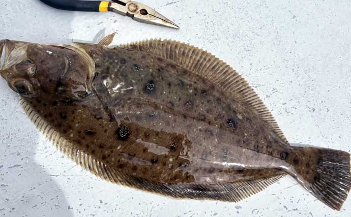 解禁直後の飯岡沖ヒラメ釣りで2kg超え本命手中【千葉】低活性の魚を好感度＆軽量タックルで攻略