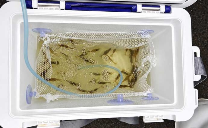 夜の琵琶湖で川エビ掬い　スジエビ・テナガエビ合わせて1時間で62匹キャッチ！