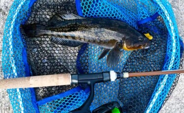 初夏の北海道で30cm級アイナメ連発！ パックロッド片手に噴火湾をラン…