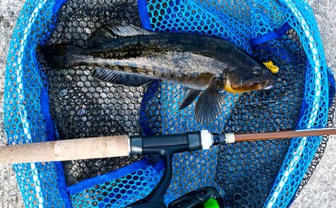初夏の北海道で30cm級アイナメ連発！ パックロッド片手に噴火湾をランガン