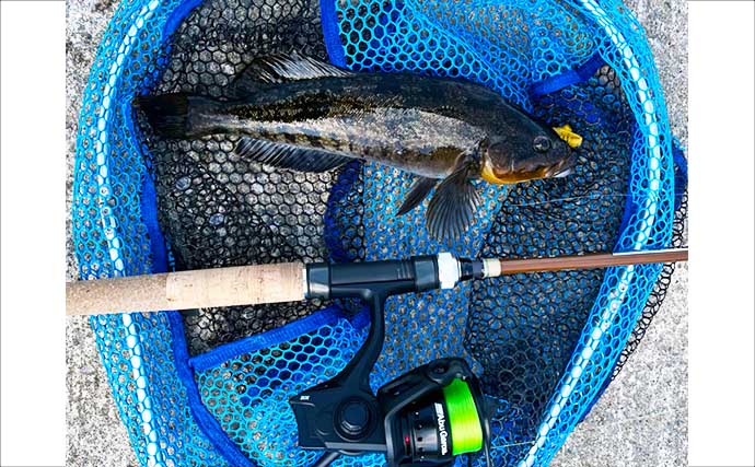 初夏の北海道で30cm級アイナメ連発！ パックロッド片手に噴火湾をランガン