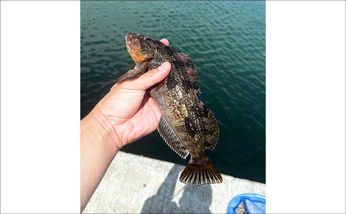 初夏の北海道で30cm級アイナメ連発！ パックロッド片手に噴火湾をランガン