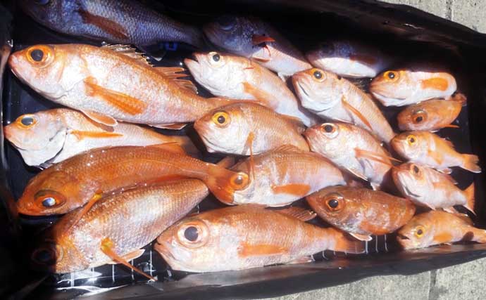 高級魚「アカムツ」爆釣！釣る人19匹と数釣り好機【船釣り釣果速報10選・北陸】