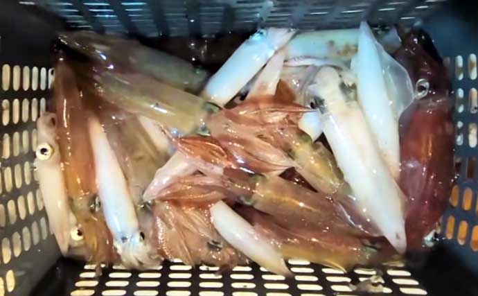 高級魚「アカムツ」爆釣！釣る人19匹と数釣り好機【船釣り釣果速報10選・北陸】