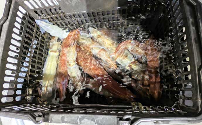 敦賀沖イカメタル釣行で32匹好捕【福井】念願のサオ頭は惜しくも逃す