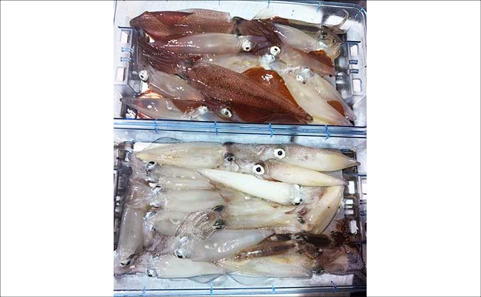 敦賀沖イカメタル釣行で32匹好捕【福井】念願のサオ頭は惜しくも逃す