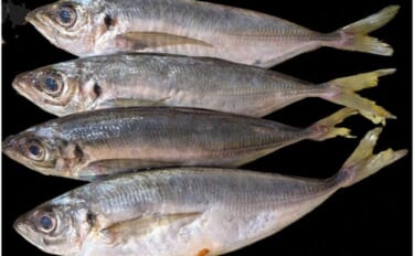フロートリグアジングで24cm超えアジ連打に成功！【江田島・広島】好ゲ…
