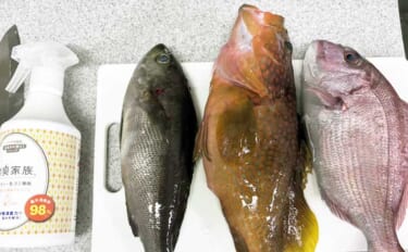 SLJの3大「白身」ターゲットのカルパッチョを食べ比べてみた 【イサキ…