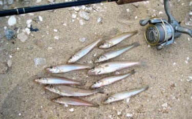 シーバスロッド流用ちょい投げ釣りでキス10匹　食い渋りを速めの引き釣り…