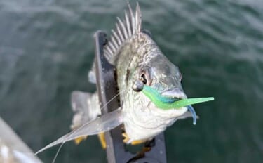 釣りのベテランはデータよりも「勘」を信じる　「今日は釣れそう」の感覚と…