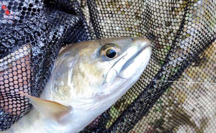 渓流釣りの極細仕掛けはいつまで使える？　リセットのタイミングを解説