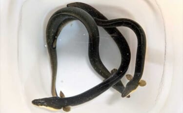 宮川でブッコミ釣りで60cm級を頭にウナギ3匹！【三重】3種のエサを比…