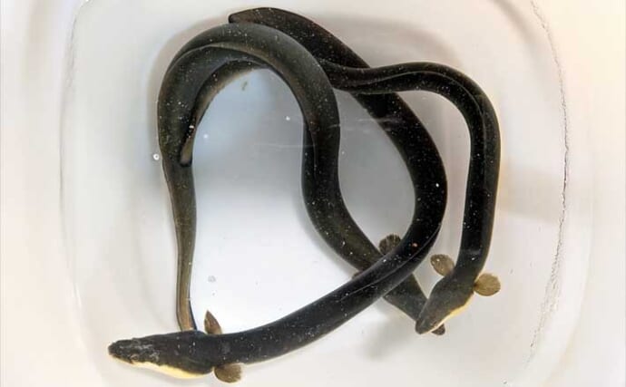 宮川でブッコミ釣りで60cm級を頭にウナギ3匹！【三重】3種のエサを比較してみた