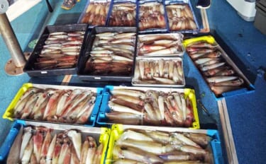 イカメタルでも良型ヤリイカ130杯！夜焚きイカ好調キープ【船釣り釣果最…