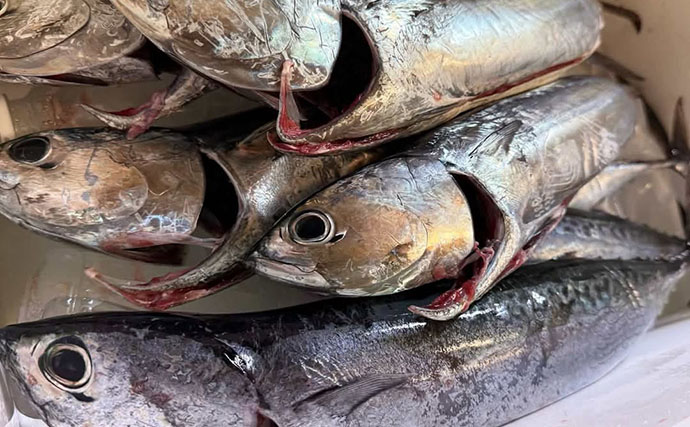 館山エリアの堤防でソウダガツオ5匹キャッチ！【千葉】今期の魚は一筋縄ではいかない？