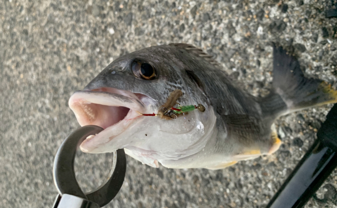 ついに「シジミ」にも忍び寄る「クロダイ」の魔の手　茨城の名所で漁獲量が半減