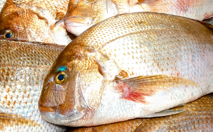 逃げ出した養殖魚が環境にもたらす悪影響とは　解決策は陸上養殖スタイルにあり